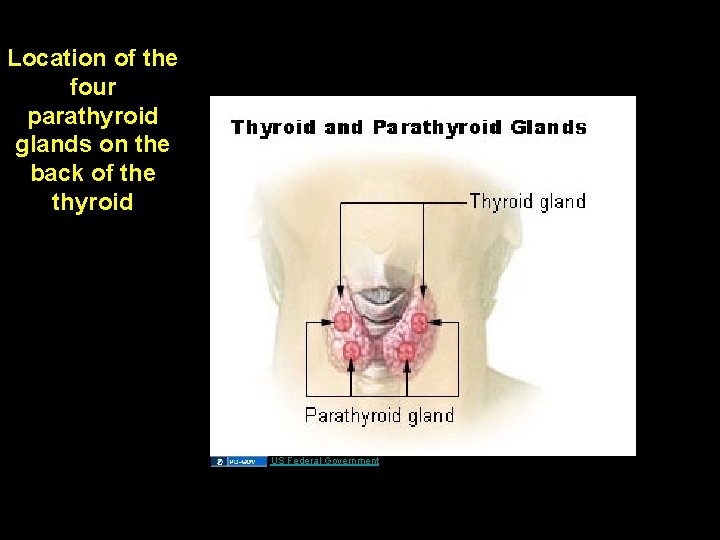 Location of the four parathyroid glands on the back of the thyroid US Federal