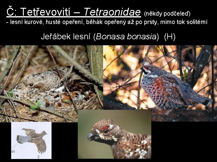 Č: Tetřevovití – Tetraonidae (někdy podčeleď) - lesní kurové, husté opeření, běhák opeřený až