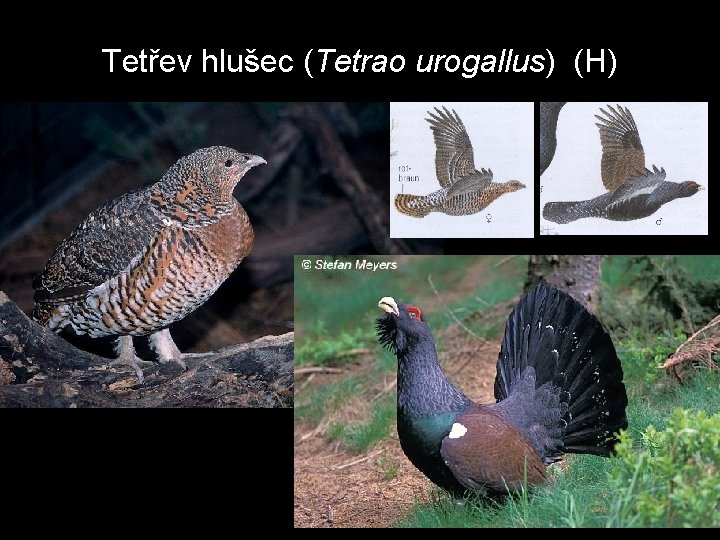Tetřev hlušec (Tetrao urogallus) (H) 
