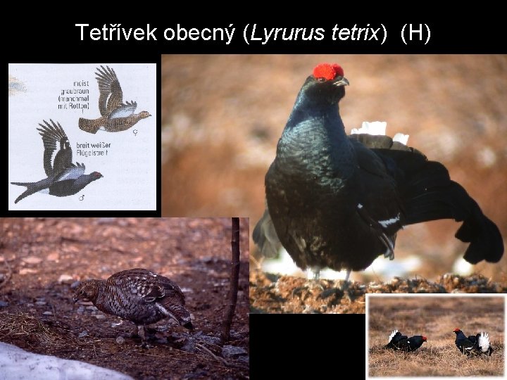 Tetřívek obecný (Lyrurus tetrix) (H) 