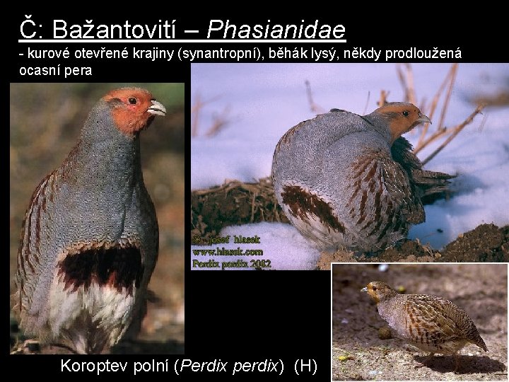 Č: Bažantovití – Phasianidae - kurové otevřené krajiny (synantropní), běhák lysý, někdy prodloužená ocasní