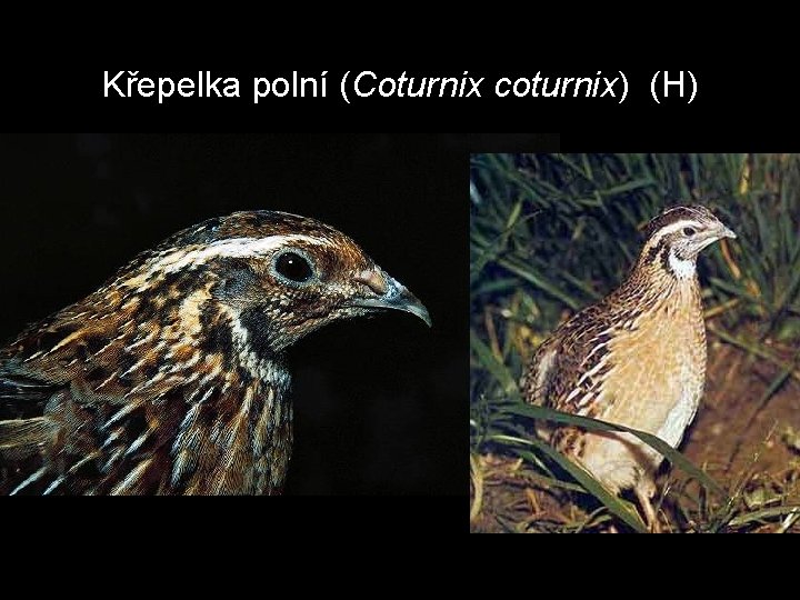Křepelka polní (Coturnix coturnix) (H) 