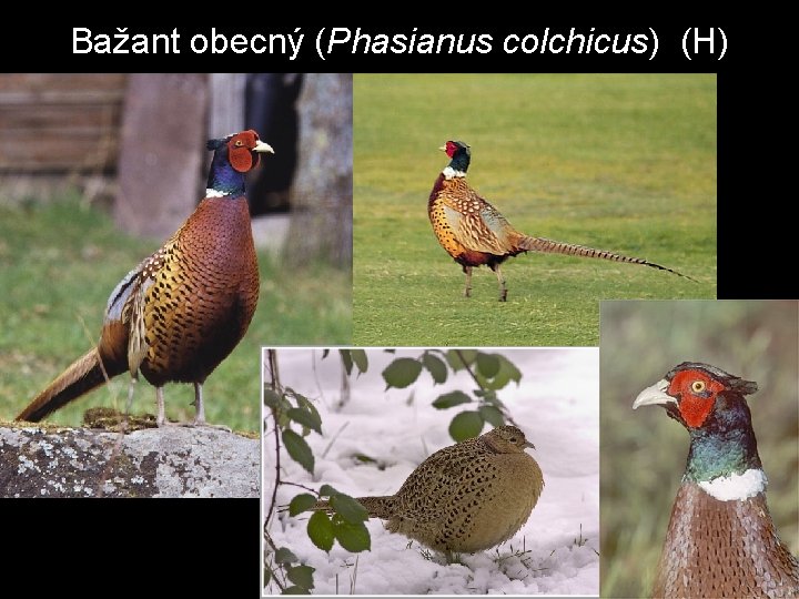 Bažant obecný (Phasianus colchicus) (H) 