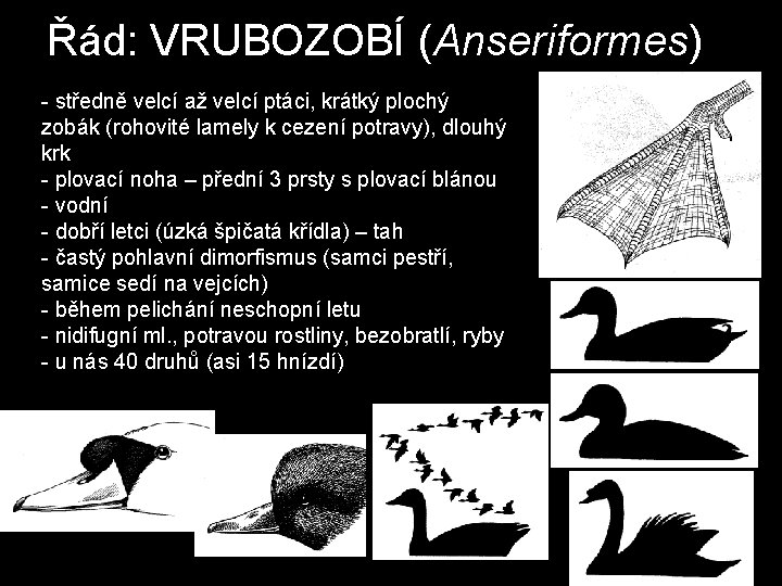 Řád: VRUBOZOBÍ (Anseriformes) - středně velcí až velcí ptáci, krátký plochý zobák (rohovité lamely