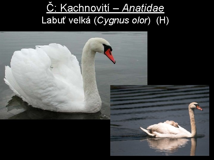 Č: Kachnovití – Anatidae Labuť velká (Cygnus olor) (H) 