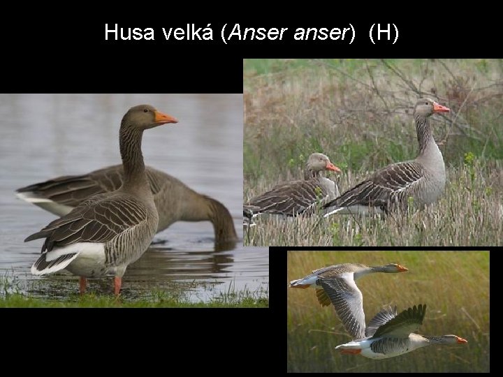 Husa velká (Anser anser) (H) 