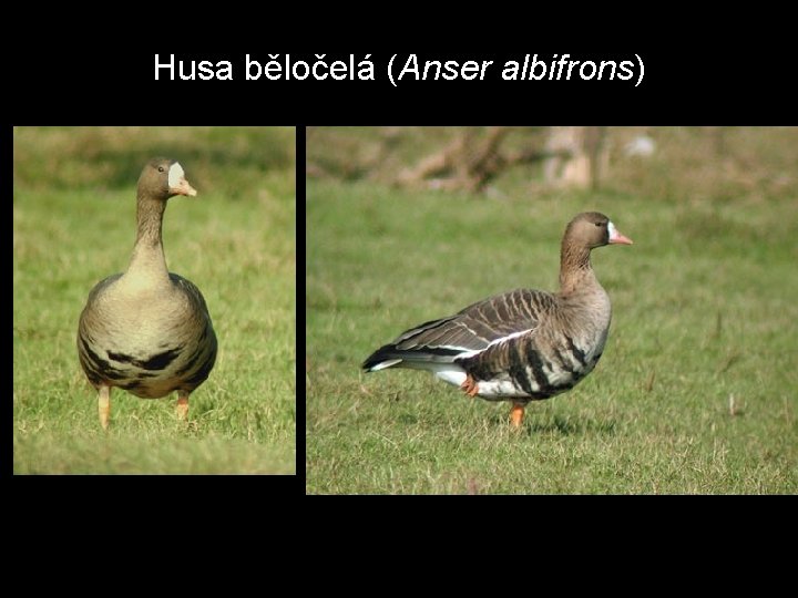 Husa běločelá (Anser albifrons) 
