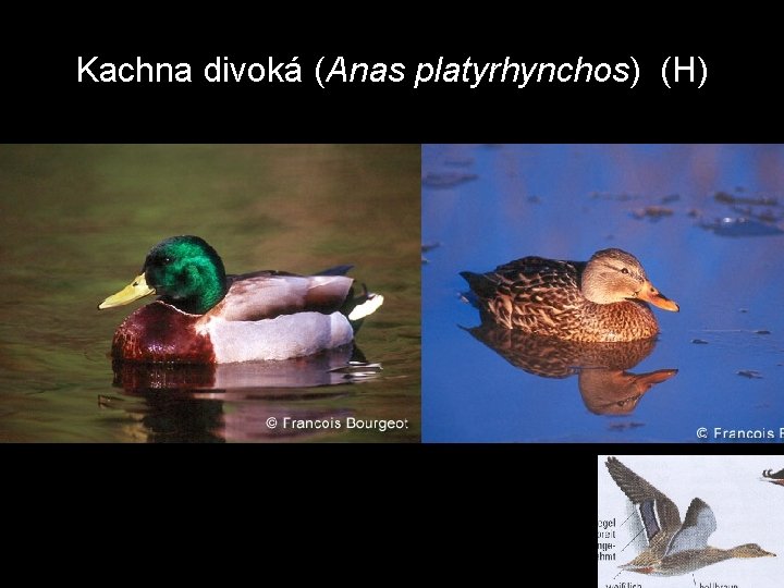 Kachna divoká (Anas platyrhynchos) (H) 