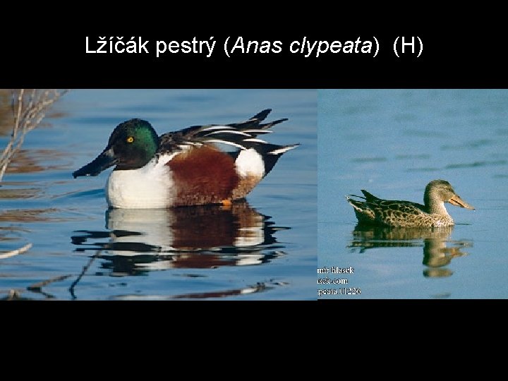 Lžíčák pestrý (Anas clypeata) (H) 