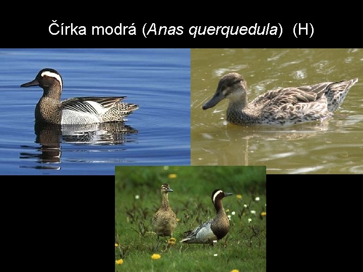 Čírka modrá (Anas querquedula) (H) 