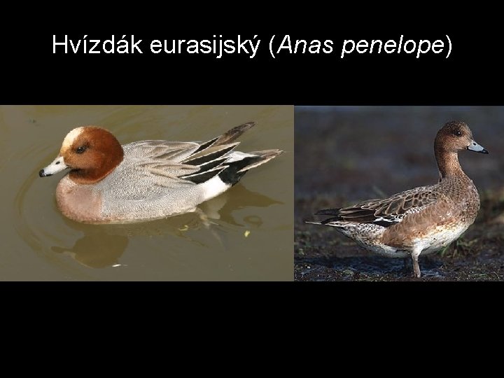 Hvízdák eurasijský (Anas penelope) 