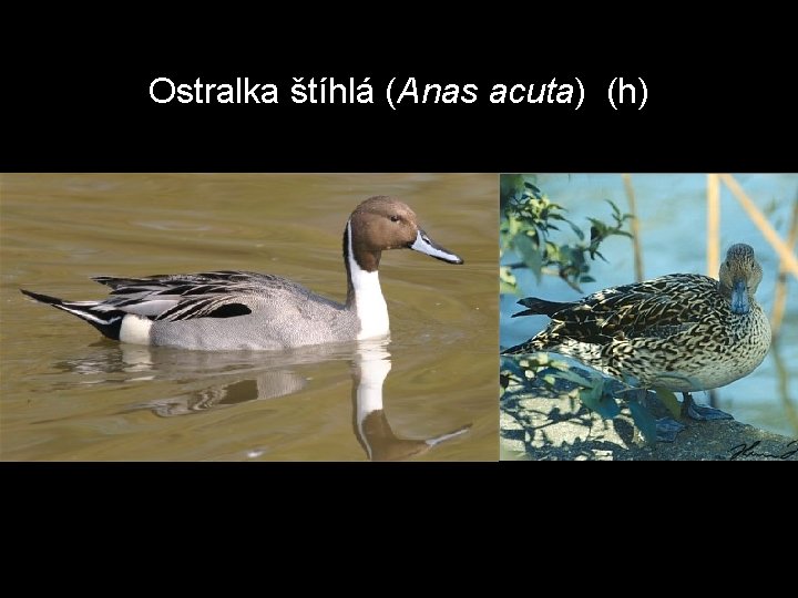 Ostralka štíhlá (Anas acuta) (h) 