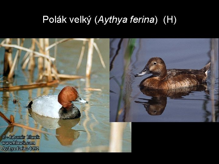 Polák velký (Aythya ferina) (H) 