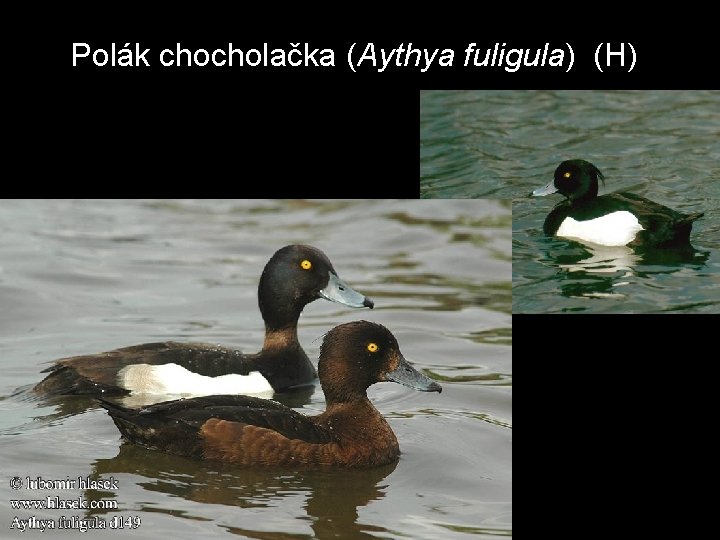 Polák chocholačka (Aythya fuligula) (H) 