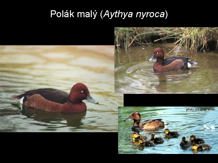 Polák malý (Aythya nyroca) 