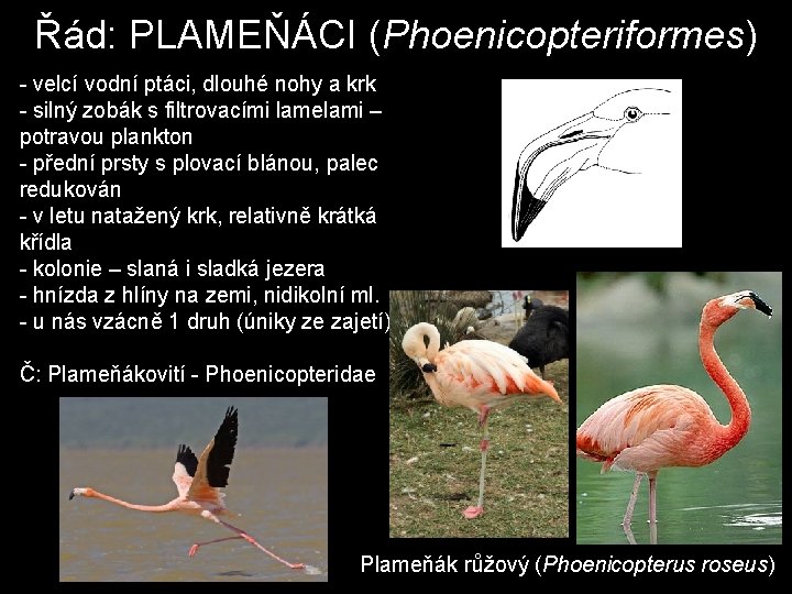 Řád: PLAMEŇÁCI (Phoenicopteriformes) - velcí vodní ptáci, dlouhé nohy a krk - silný zobák