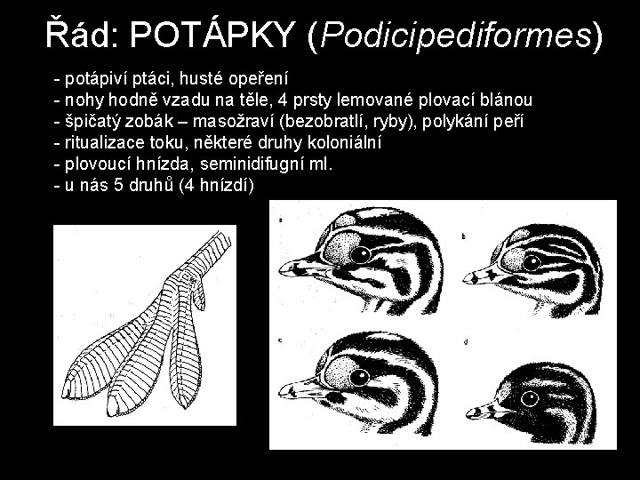 Řád: POTÁPKY (Podicipediformes) - potápiví ptáci, husté opeření - nohy hodně vzadu na těle,