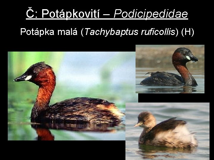 Č: Potápkovití – Podicipedidae Potápka malá (Tachybaptus ruficollis) (H) 