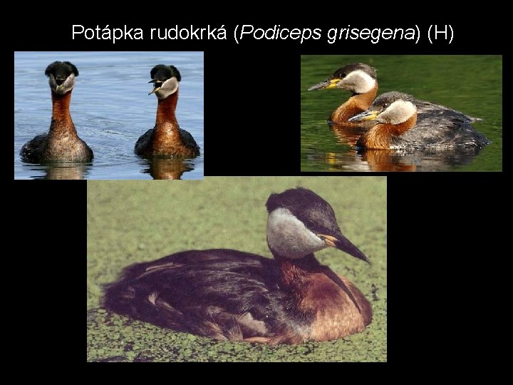 Potápka rudokrká (Podiceps grisegena) (H) 