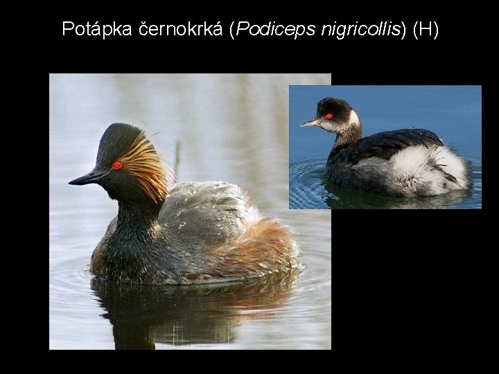 Potápka černokrká (Podiceps nigricollis) (H) 