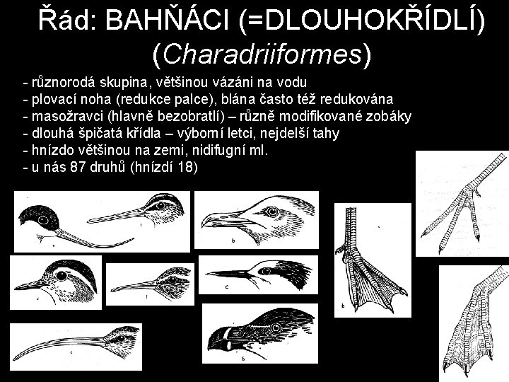 Řád: BAHŇÁCI (=DLOUHOKŘÍDLÍ) (Charadriiformes) - různorodá skupina, většinou vázáni na vodu - plovací noha