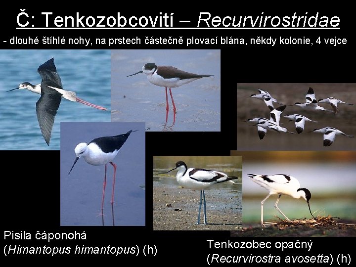 Č: Tenkozobcovití – Recurvirostridae - dlouhé štíhlé nohy, na prstech částečně plovací blána, někdy