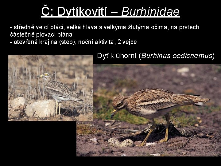 Č: Dytíkovití – Burhinidae - středně velcí ptáci, velká hlava s velkýma žlutýma očima,