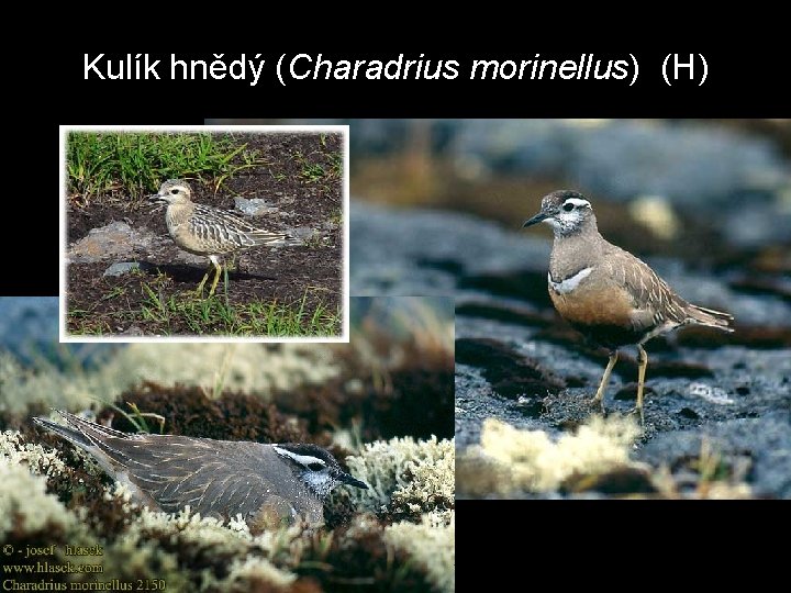 Kulík hnědý (Charadrius morinellus) (H) 