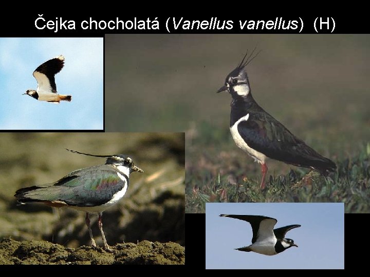 Čejka chocholatá (Vanellus vanellus) (H) 