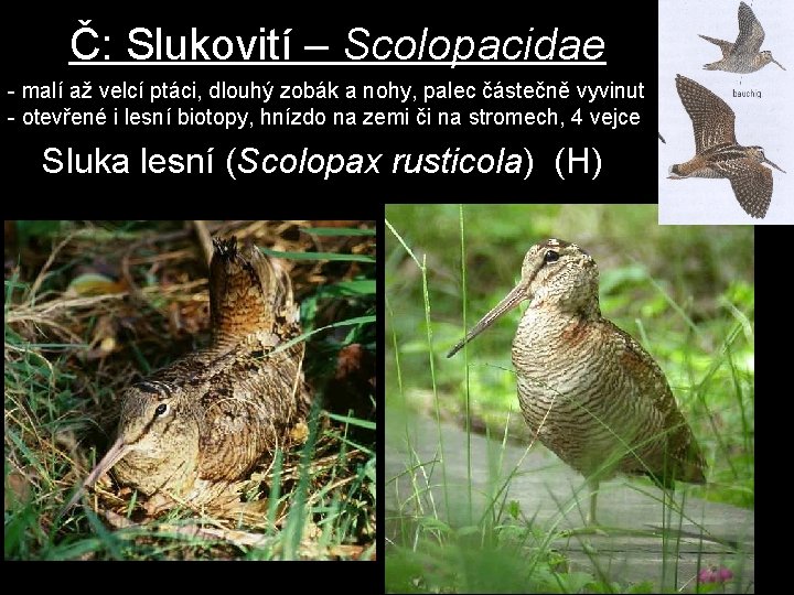 Č: Slukovití – Scolopacidae - malí až velcí ptáci, dlouhý zobák a nohy, palec