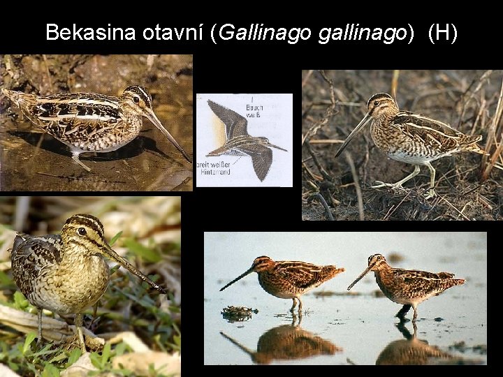 Bekasina otavní (Gallinago gallinago) (H) 