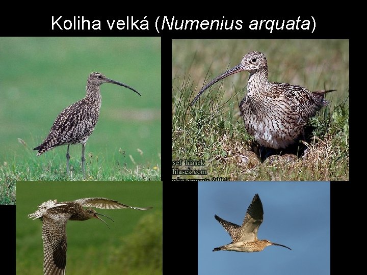 Koliha velká (Numenius arquata) 