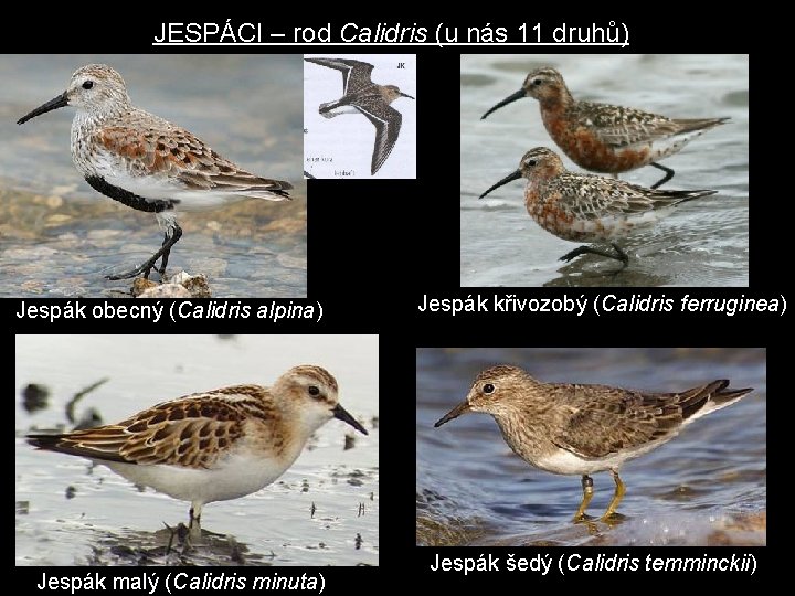 JESPÁCI – rod Calidris (u nás 11 druhů) Jespák obecný (Calidris alpina) Jespák malý