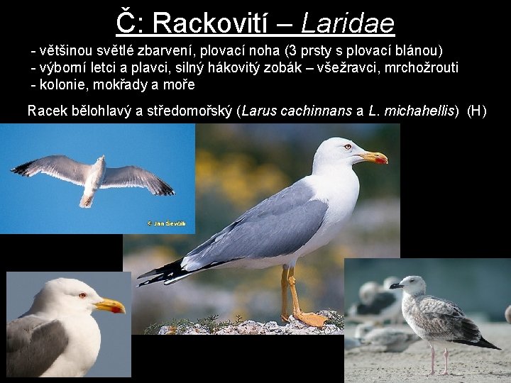 Č: Rackovití – Laridae - většinou světlé zbarvení, plovací noha (3 prsty s plovací