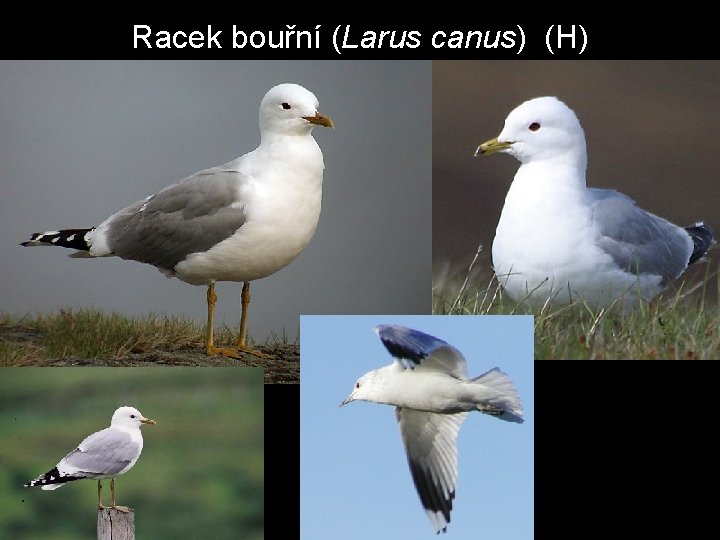 Racek bouřní (Larus canus) (H) 