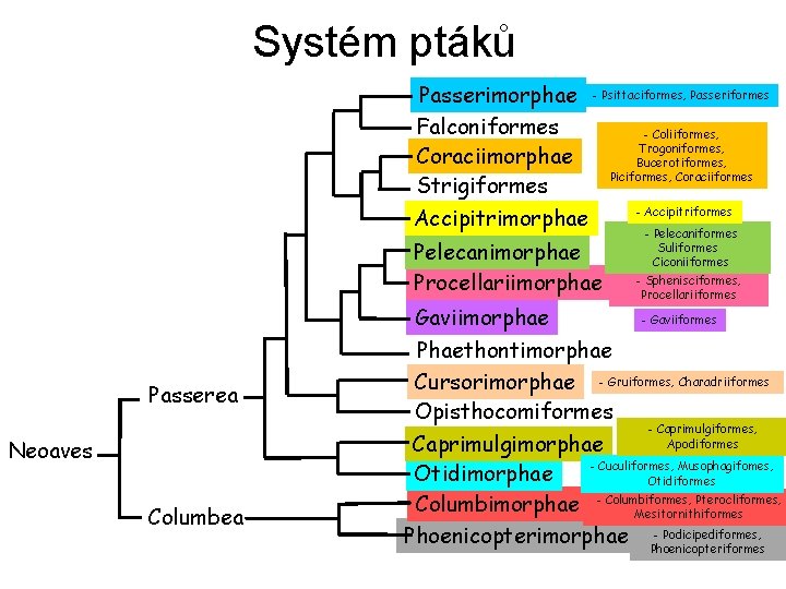 Systém ptáků Passerimorphae - Psittaciformes, Passeriformes Falconiformes - Coliiformes, Trogoniformes, Coraciimorphae Bucerotiformes, Piciformes, Coraciiformes