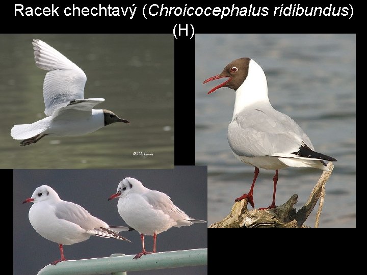 Racek chechtavý (Chroicocephalus ridibundus) (H) 