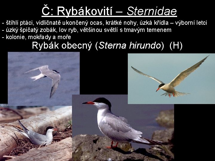 Č: Rybákovití – Sternidae - štíhlí ptáci, vidličnatě ukončený ocas, krátké nohy, úzká křídla