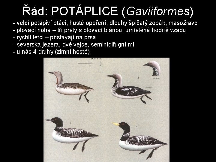 Řád: POTÁPLICE (Gaviiformes) - velcí potápiví ptáci, husté opeření, dlouhý špičatý zobák, masožravci -