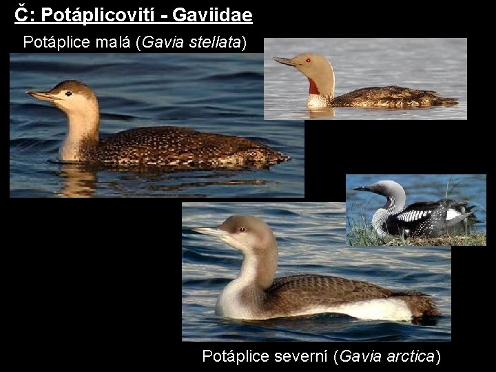 Č: Potáplicovití - Gaviidae Potáplice malá (Gavia stellata) Potáplice severní (Gavia arctica) 