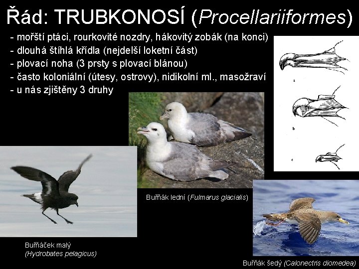 Řád: TRUBKONOSÍ (Procellariiformes) - mořští ptáci, rourkovité nozdry, hákovitý zobák (na konci) - dlouhá