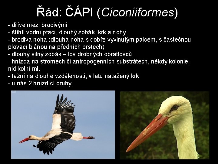 Řád: ČÁPI (Ciconiiformes) - dříve mezi brodivými - štíhlí vodní ptáci, dlouhý zobák, krk