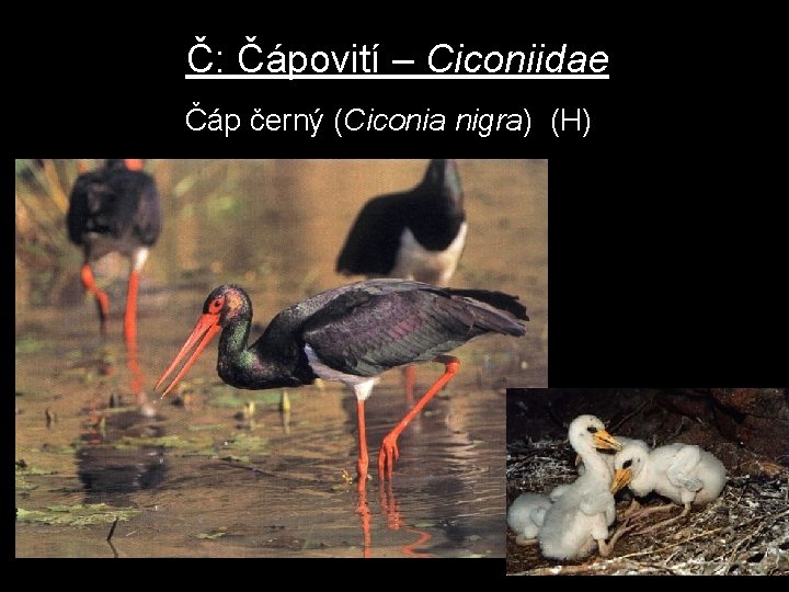 Č: Čápovití – Ciconiidae Čáp černý (Ciconia nigra) (H) 