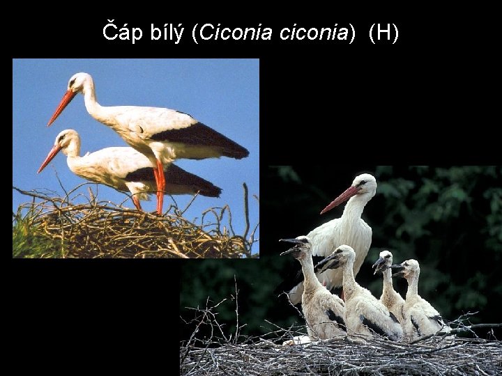 Čáp bílý (Ciconia ciconia) (H) 