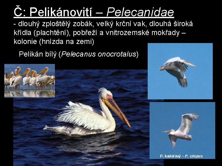 Č: Pelikánovití – Pelecanidae - dlouhý zploštělý zobák, velký krční vak, dlouhá široká křídla