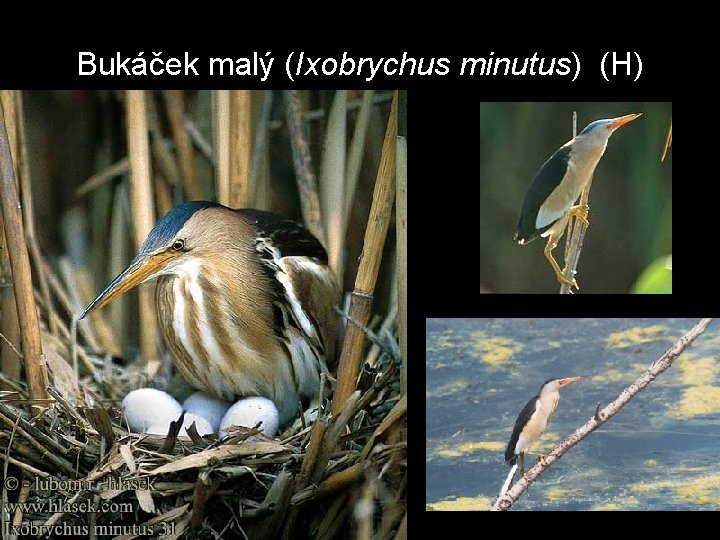 Bukáček malý (Ixobrychus minutus) (H) 