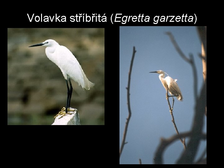 Volavka stříbřitá (Egretta garzetta) 