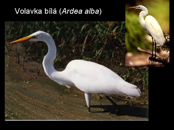 Volavka bílá (Ardea alba) 