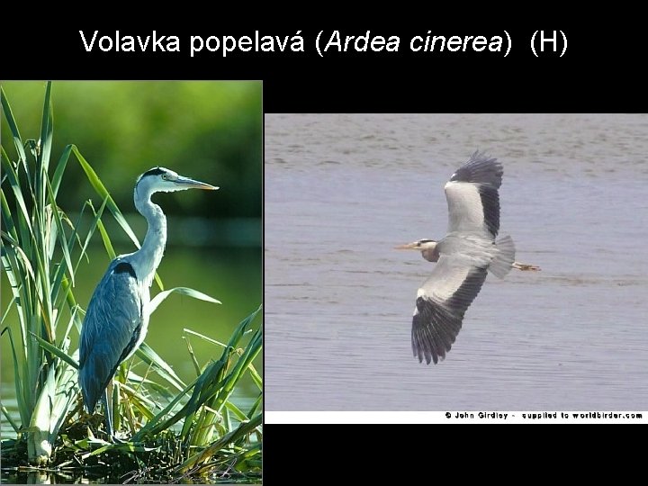 Volavka popelavá (Ardea cinerea) (H) 