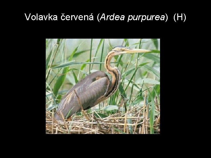 Volavka červená (Ardea purpurea) (H) 